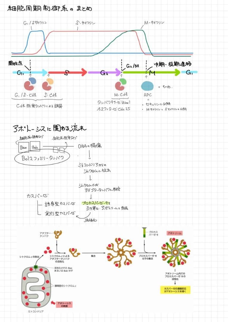 エッセンシャル細胞生物学 自作問題集